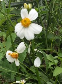 Close-up of white flowering plant on field