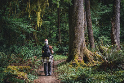 Female hiker looking up at old growth trees in a temperate rainforest