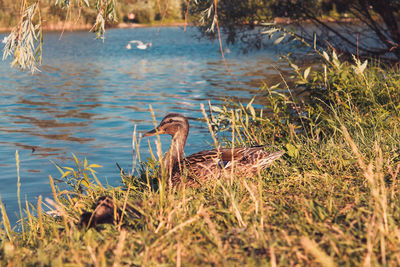 Duck swimming in lake