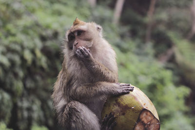 Monkey sitting on tree