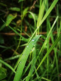 Close-up of water drops on blade of grass