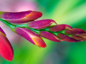 Close-up of pink flowers