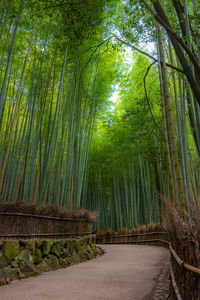 View of bamboo trees in forest