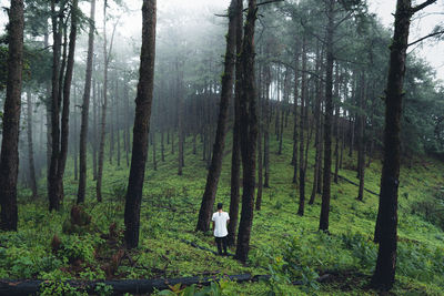 Trees in forest