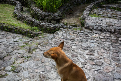 Cat on footpath