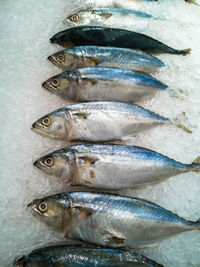 High angle view of fish on ice