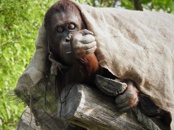 Close-up of monkey resting on a tree