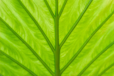 Full frame shot of palm leaf