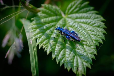 Close-up of insect on leaf