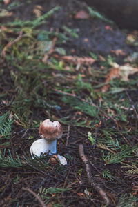 Close-up of mushrooms on wood