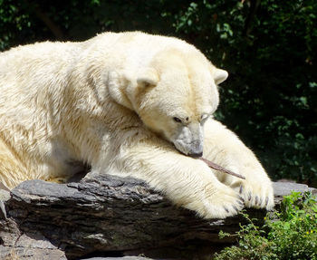 Close-up of polar bear playing with wood at tierpark berlin