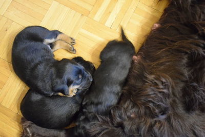 High angle view of a dog sleeping