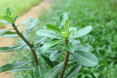 Close-up of plant growing on field