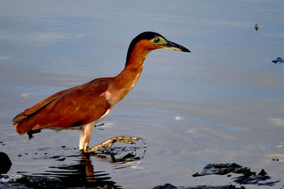 High angle view of gray heron by lake