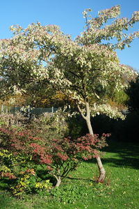 View of flowering plants against sky