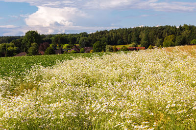 Scenic view of trees on field against sky