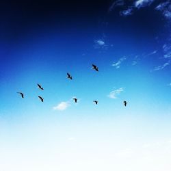 Low angle view of birds flying against blue sky