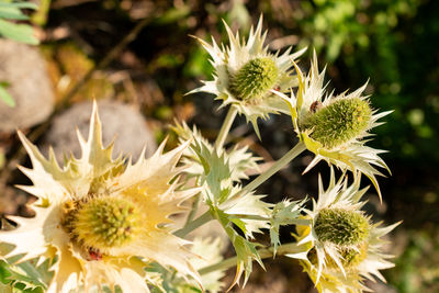 plant