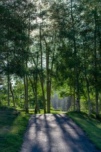 Road amidst trees in forest