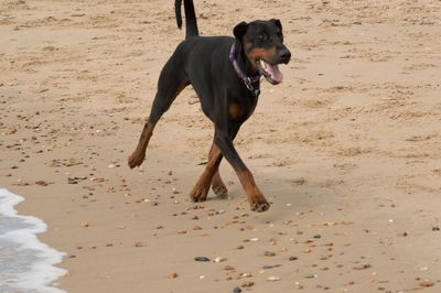 Dog running on beach