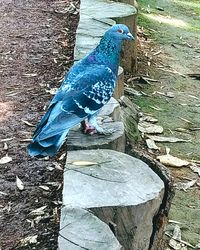 Close-up of bird perching on ground