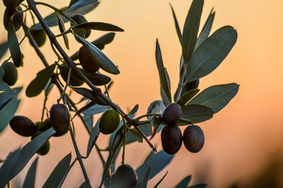 Close-up of fruits growing on tree