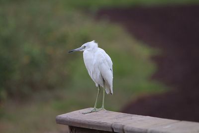 Close-up of bird perching on wood