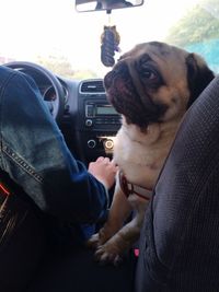 Dog looking at camera