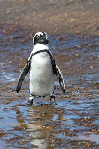 View of a bird in water, penguin