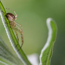 Close-up of spider on green leaf