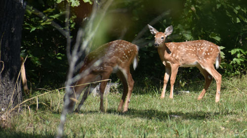 Deer standing in a field