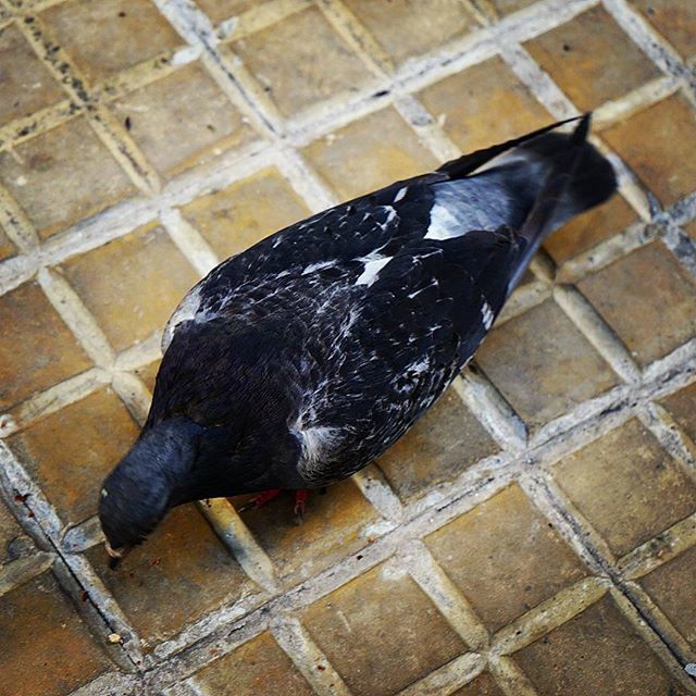 animal themes, one animal, bird, black color, high angle view, animals in the wild, pigeon, wildlife, indoors, full length, tiled floor, domestic animals, no people, close-up, day, pets, flooring, zoology, perching