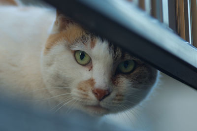 Close-up portrait of cat