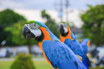 Close-up of parrot perching on tree