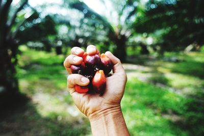 Close-up of hand holding strawberry