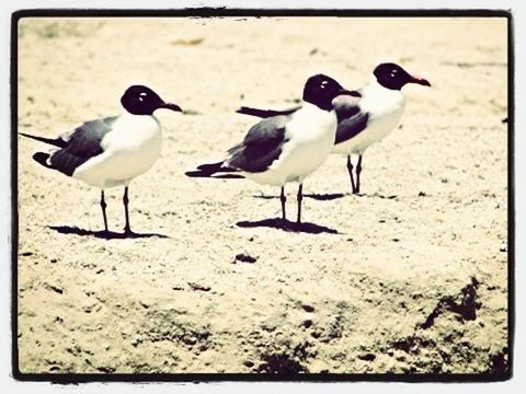 bird, animal themes, transfer print, animals in the wild, wildlife, auto post production filter, seagull, beach, sand, full length, zoology, nature, shore, outdoors, flying, sunlight, vertebrate, day, two animals, no people