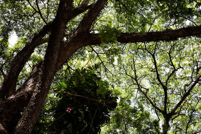 Low angle view of trees in forest