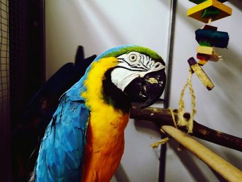 Close-up of a parrot