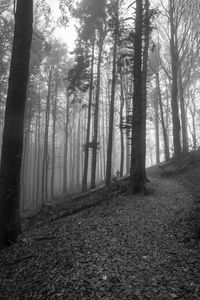 Trees in forest