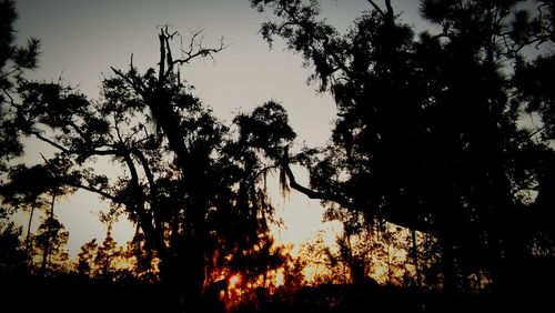 Low angle view of silhouette trees against sky