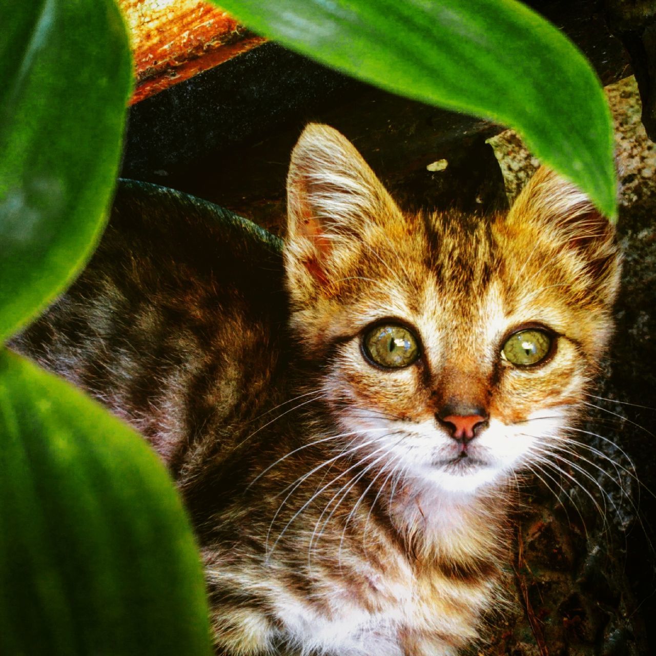 animal themes, one animal, domestic cat, cat, pets, looking at camera, whisker, portrait, mammal, feline, domestic animals, close-up, animal eye, animal head, alertness, indoors, staring, no people, focus on foreground, green color