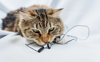 Close-up portrait of a cat