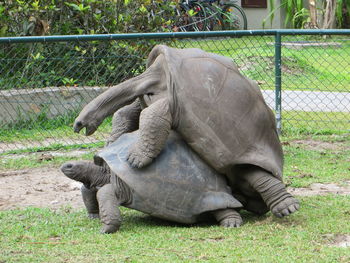 View of elephant in zoo