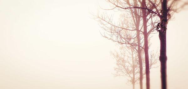 Bare tree against sky during winter