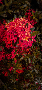 Close-up of red flowering plant