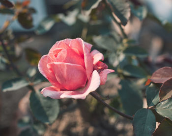 Closup of fresh beautiful pink rose flower