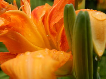 Close-up of yellow flowers