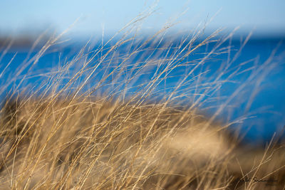 Close-up of stalks in field against blue sky