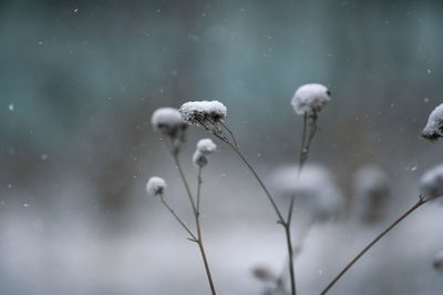 Snow on drying plants in nature