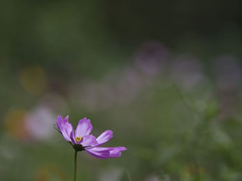 Close-up of pink flowering plant